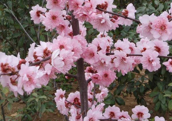 美人梅規(guī)格 美人梅規(guī)格