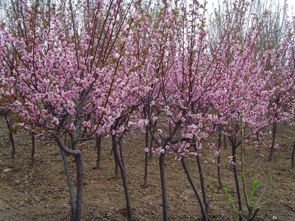 沭陽美人梅 沭陽美人梅