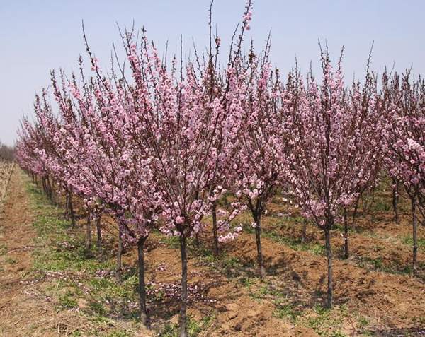 美人梅種植基地 美人梅種植基地