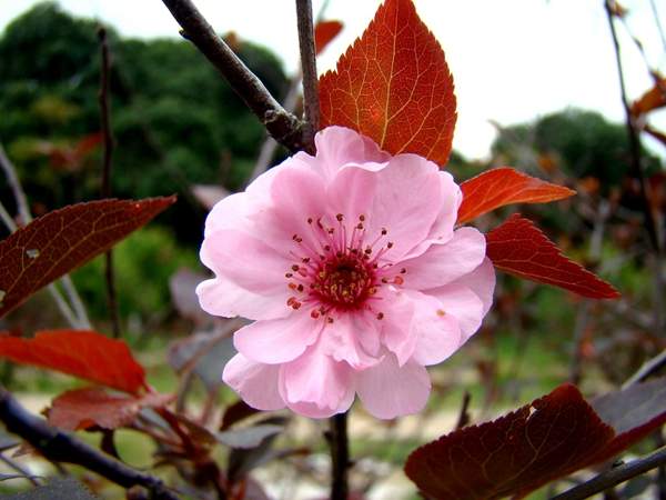 美人梅種植基地 美人梅種植基地