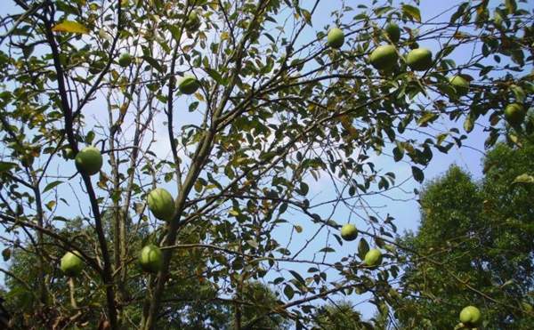 木瓜樹綠化、經(jīng)濟(jì)價(jià)值