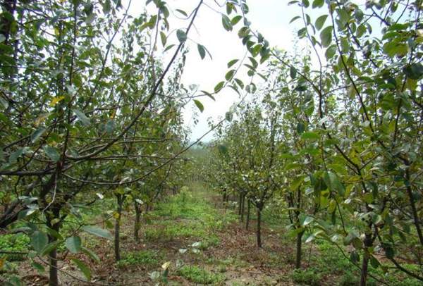 木瓜樹(shù) 木瓜樹(shù)