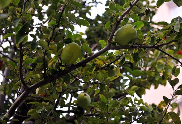 木瓜種植基地 木瓜種植基地