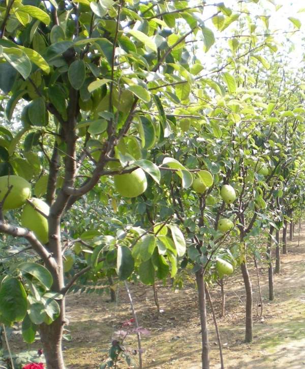 木瓜樹(shù) 木瓜樹(shù)