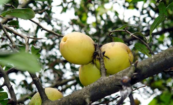 木瓜樹(shù) 木瓜樹(shù)