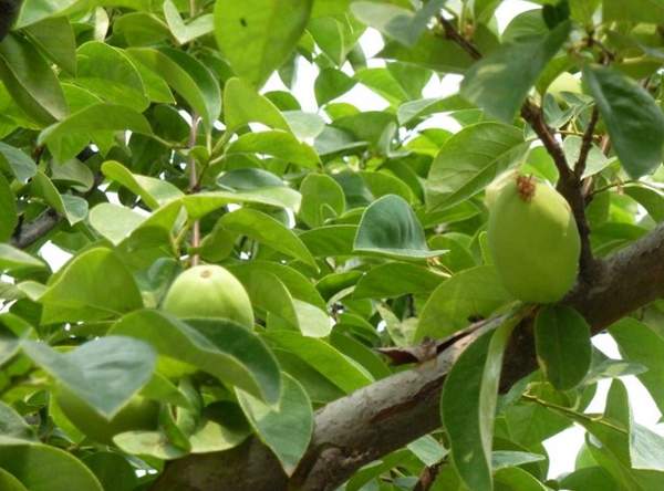 木瓜樹(shù) 木瓜樹(shù)