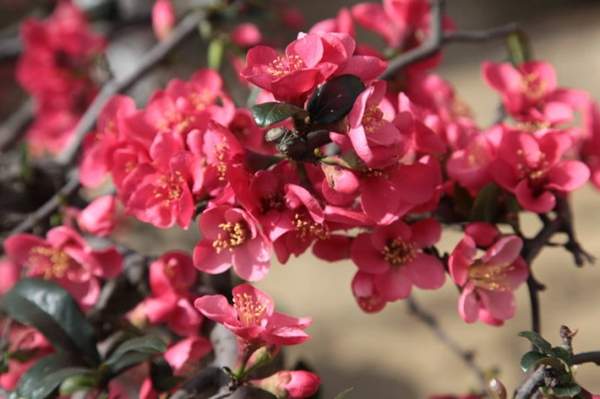 沭陽(yáng)的木瓜樹(shù) 沭陽(yáng)的木瓜樹(shù)