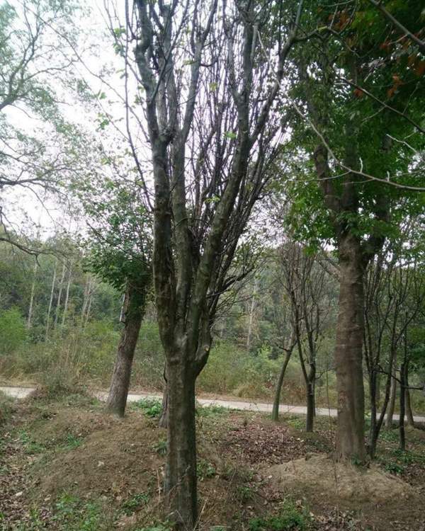 沭陽(yáng)的木瓜樹(shù) 沭陽(yáng)的木瓜樹(shù)