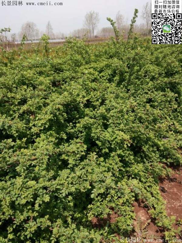 沭陽薔薇花 沭陽薔薇花