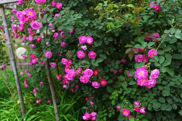 2016薔薇花多少錢一棵 2016薔薇花多少錢一棵