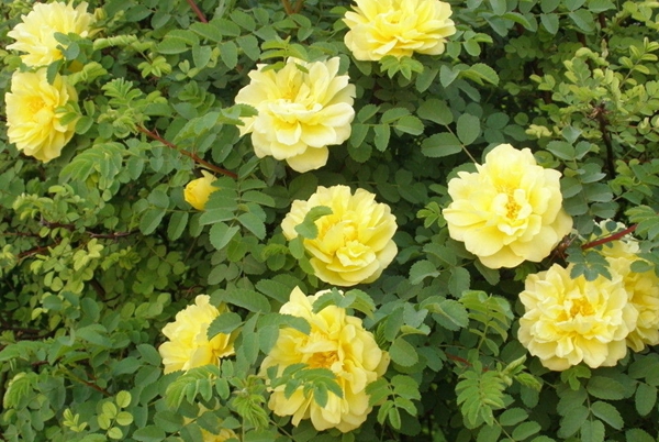 薔薇花植物 薔薇花植物