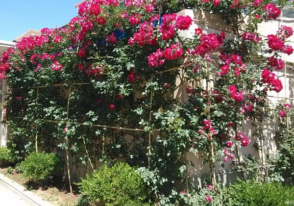 沭陽(yáng)薔薇花