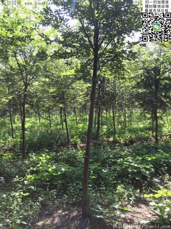 櫸樹哪里便宜？麻煩推薦一家大型，有誠信的單位！