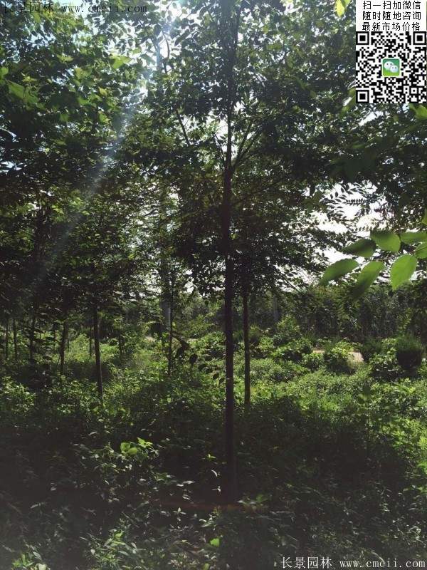 櫸樹哪里便宜？麻煩推薦一家大型，有誠信的單位！