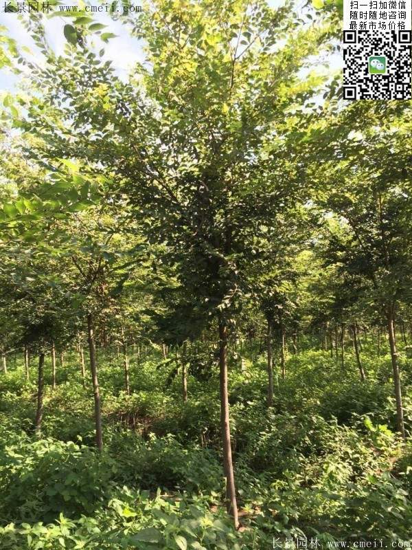 櫸樹哪里便宜？麻煩推薦一家大型，有誠信的單位！