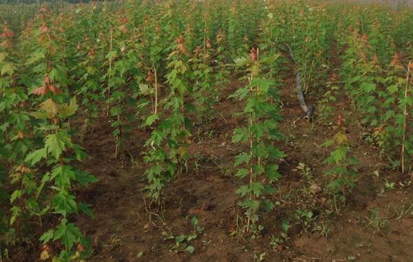 沭陽青楓樹 沭陽青楓樹