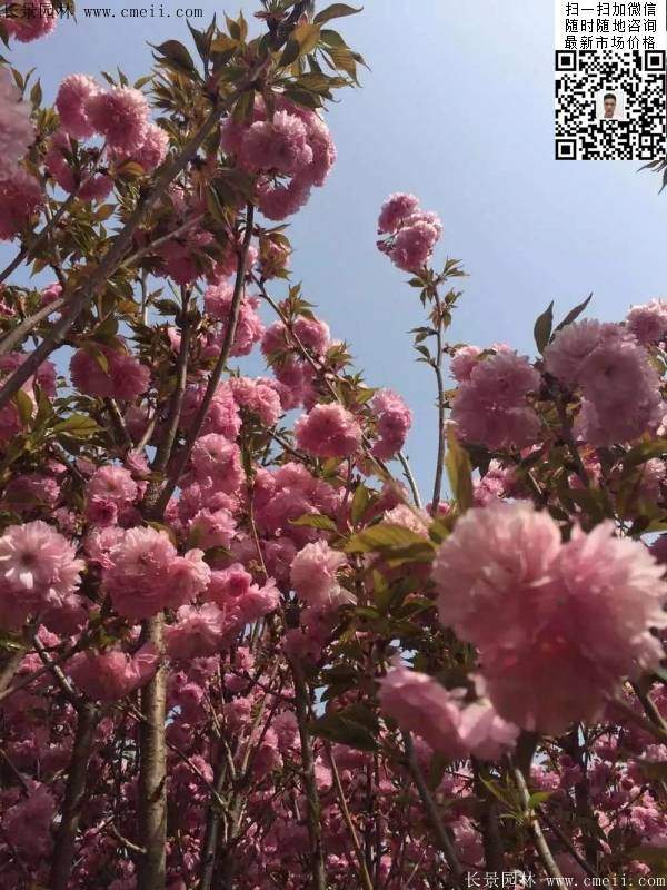 早晚櫻花 早晚櫻花