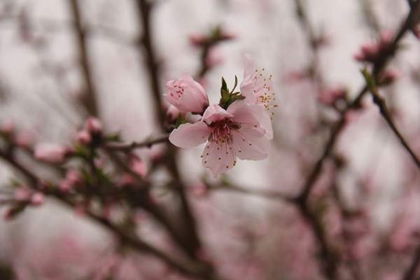 3.5米高的紫葉李 3.5米高的紫葉李