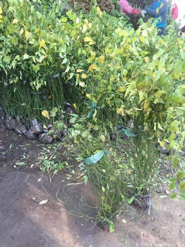 沭陽(yáng)棣棠花 沭陽(yáng)棣棠花