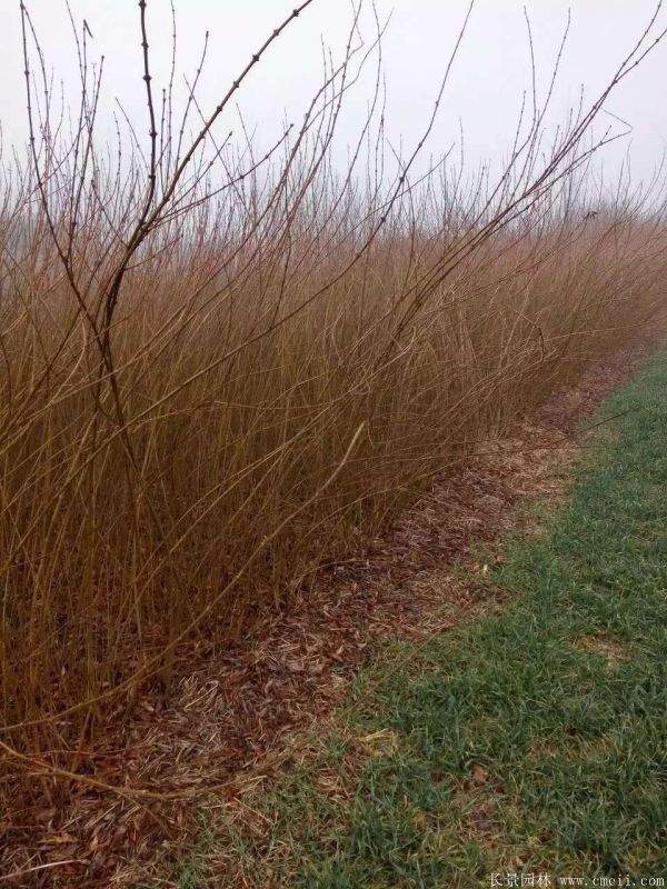 沭陽(yáng)棣棠花 沭陽(yáng)棣棠花