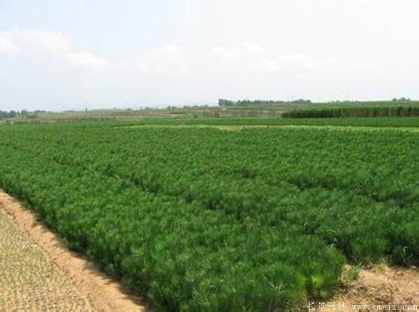 沭陽(yáng)黑松的價(jià)格 沭陽(yáng)黑松的價(jià)格