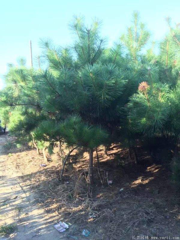 沭陽(yáng)黑松的價(jià)格 沭陽(yáng)黑松的價(jià)格