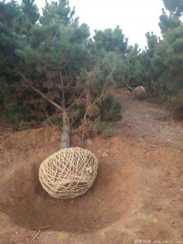 沭陽(yáng)黑松的價(jià)格 沭陽(yáng)黑松的價(jià)格