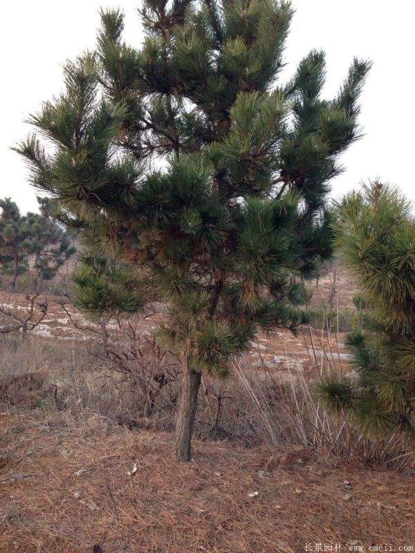 沭陽(yáng)黑松的價(jià)格 沭陽(yáng)黑松的價(jià)格