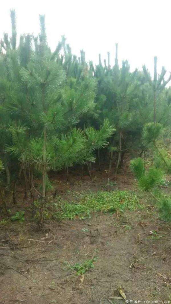 沭陽(yáng)黑松的價(jià)格 沭陽(yáng)黑松的價(jià)格