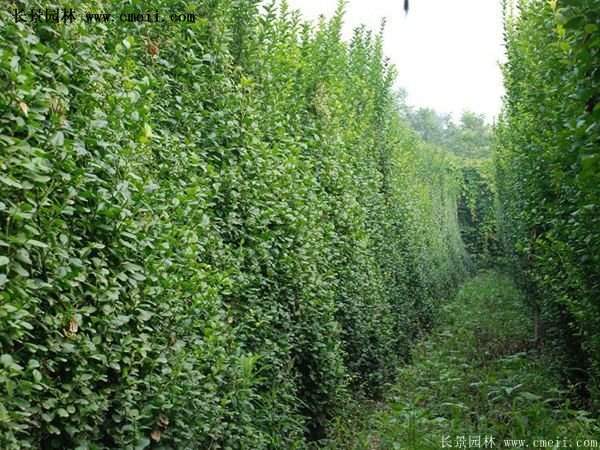 沭陽扶芳藤 沭陽扶芳藤