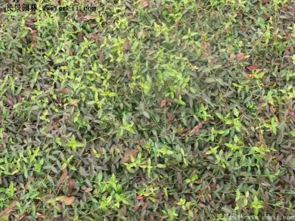 沭陽(yáng)扶芳藤種植基地 沭陽(yáng)扶芳藤種植基地