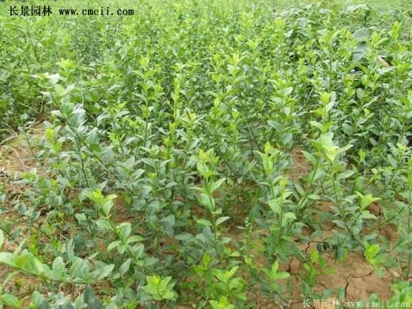 扶芳藤專賣 扶芳藤專賣