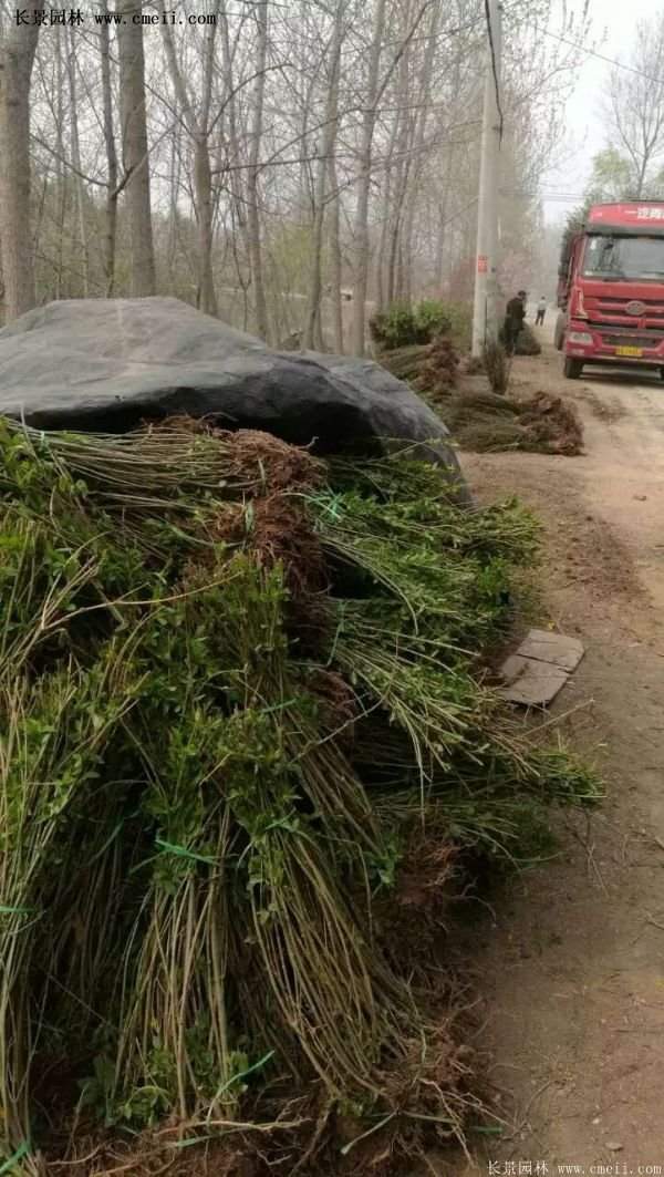 1.2米高的紅王子錦帶 1.2米高的紅王子錦帶