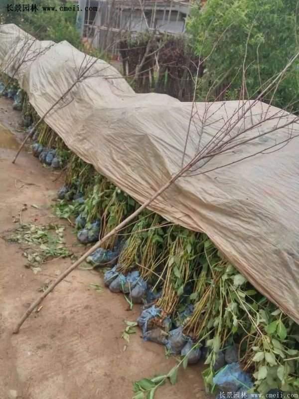 沭陽紅王子錦帶 沭陽紅王子錦帶