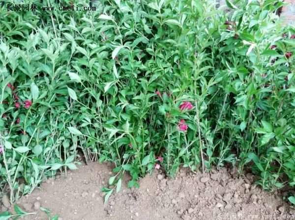 紅王子錦帶價(jià)格 紅王子錦帶價(jià)格