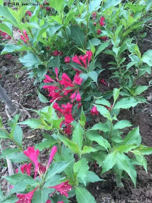 紅王子錦帶價(jià)格 紅王子錦帶價(jià)格