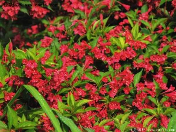 紅王子錦帶 紅王子錦帶