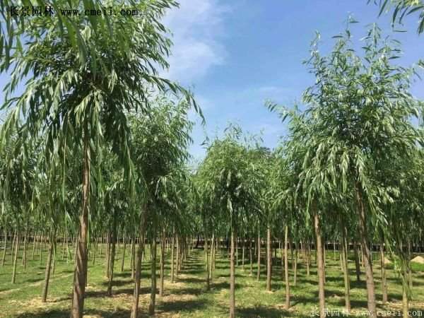 金絲柳樹(shù)苗