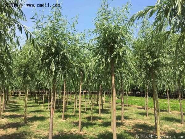 金絲柳樹(shù)苗