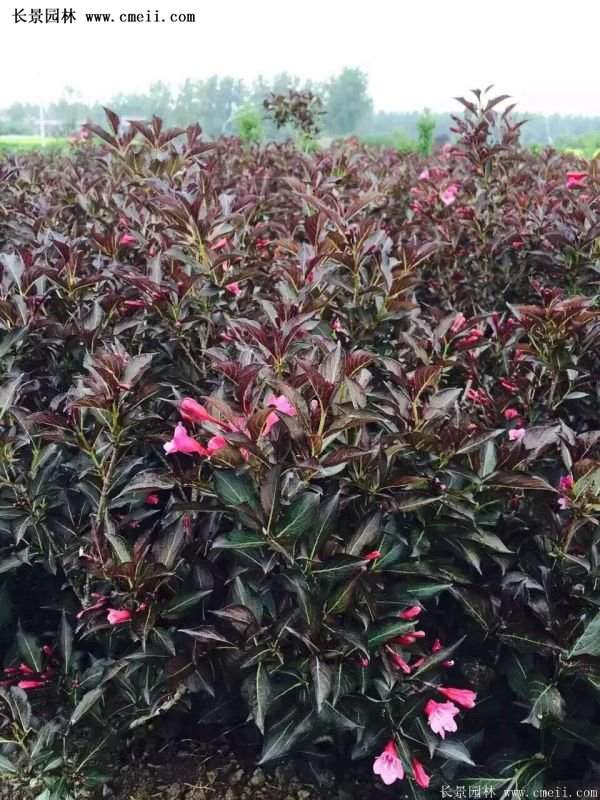 紅王子錦帶花 紅王子錦帶花