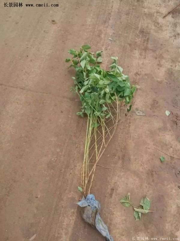 沭陽(yáng)紅王子錦帶苗 沭陽(yáng)紅王子錦帶苗