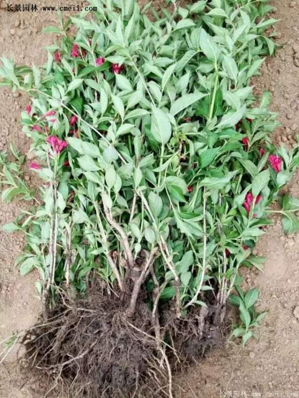 沭陽(yáng)紅王子錦帶苗 沭陽(yáng)紅王子錦帶苗