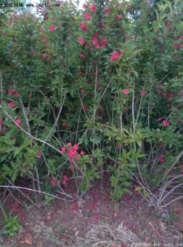 沭陽(yáng)紅王子錦帶苗 沭陽(yáng)紅王子錦帶苗