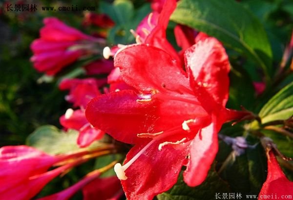 紅王子錦帶價格 紅王子錦帶價格