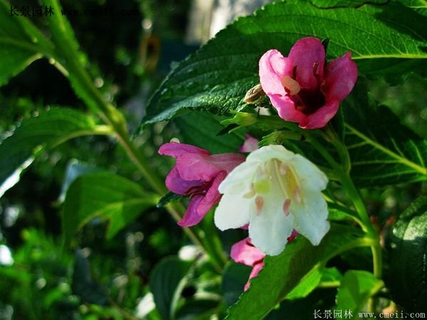 沭陽(yáng)紅王子錦帶基地照片