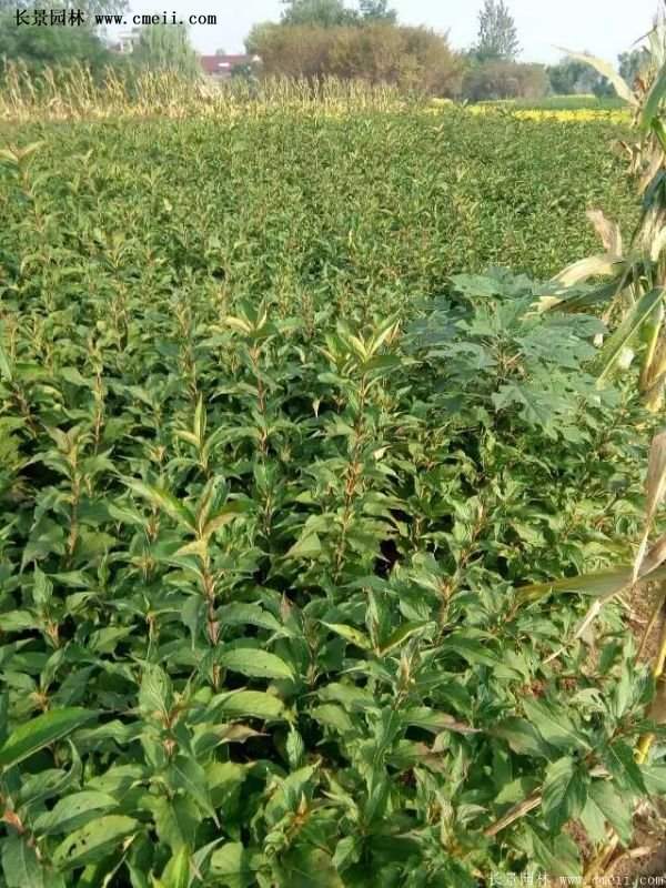 沭陽(yáng)紅王子錦帶花基地 沭陽(yáng)紅王子錦帶花基地