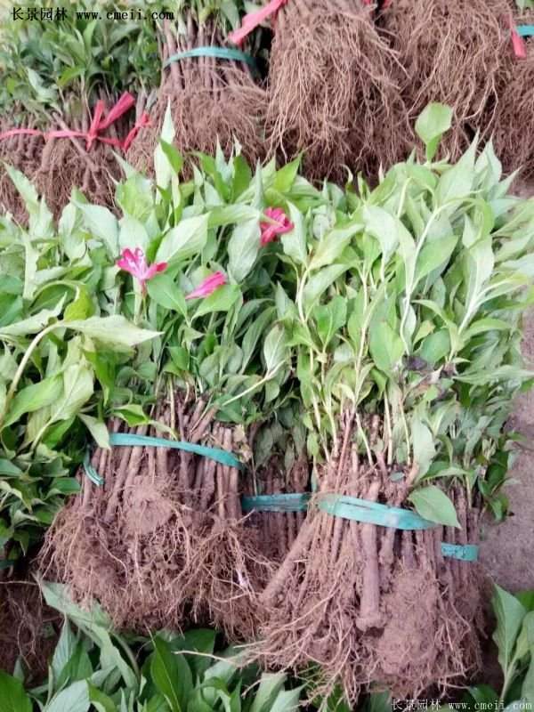 沭陽(yáng)紅王子錦帶花基地 沭陽(yáng)紅王子錦帶花基地