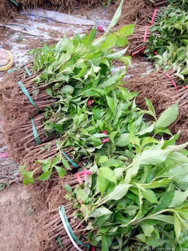 沭陽(yáng)紅王子錦帶花基地 沭陽(yáng)紅王子錦帶花基地