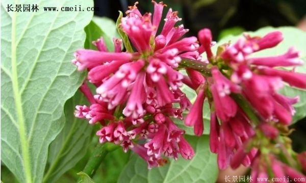 沭陽(yáng)紅王子錦帶花基地 沭陽(yáng)紅王子錦帶花基地