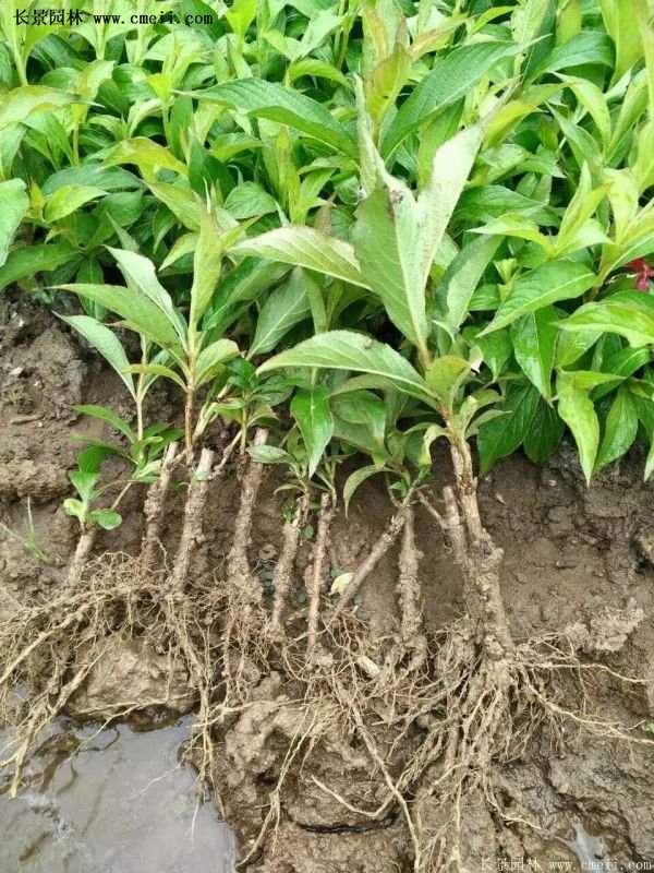 沭陽“三省”的紅王子錦帶花的價格表 沭陽“三省”的紅王子錦帶花的價格表